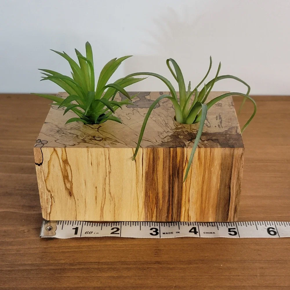 Handmade Spalted Maple Wood double Air Plant succulents Holder shelf sitter